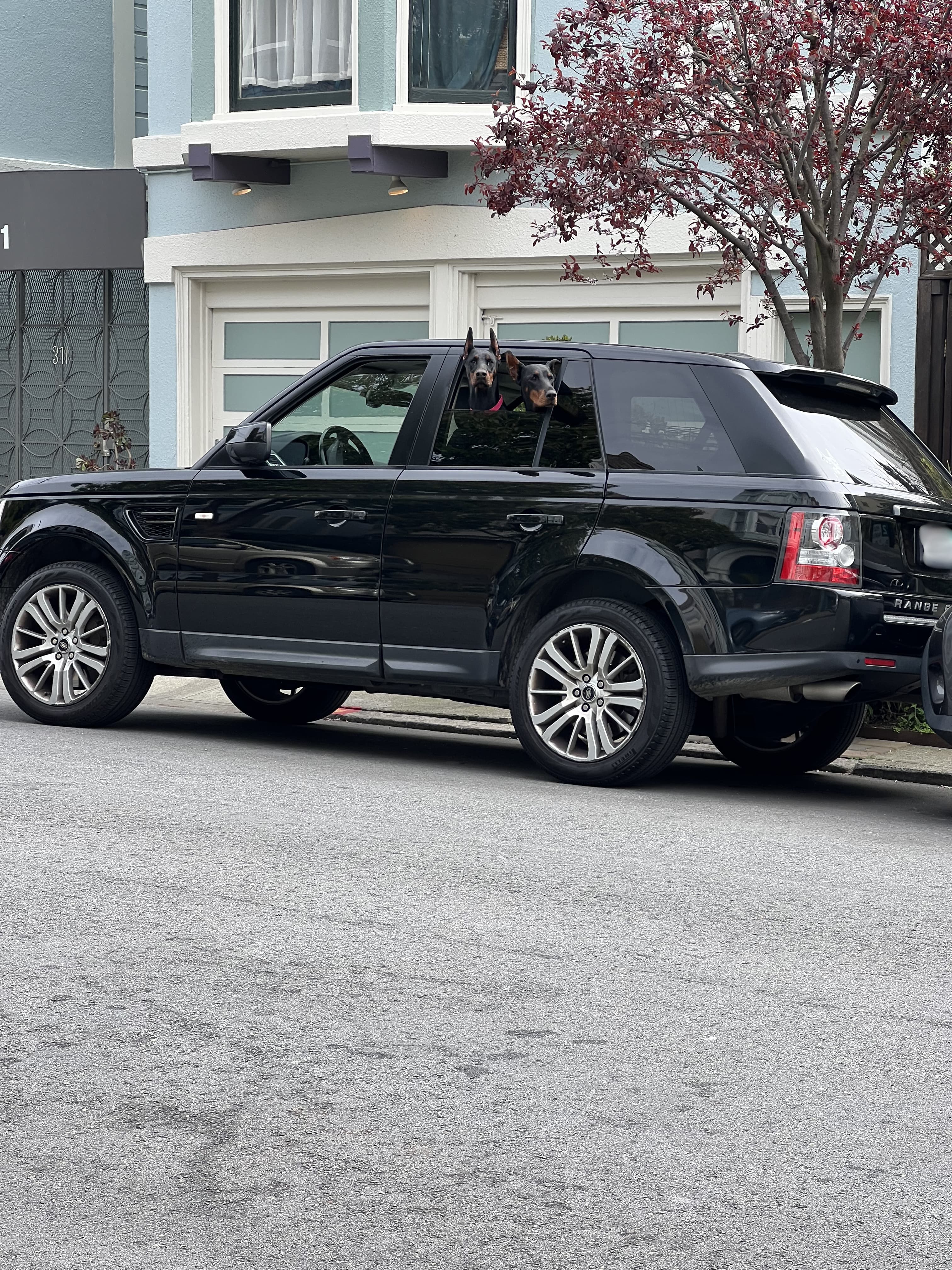 Black Range Rover Sport with Dobermans looking out the window on a San Francisco residential street.