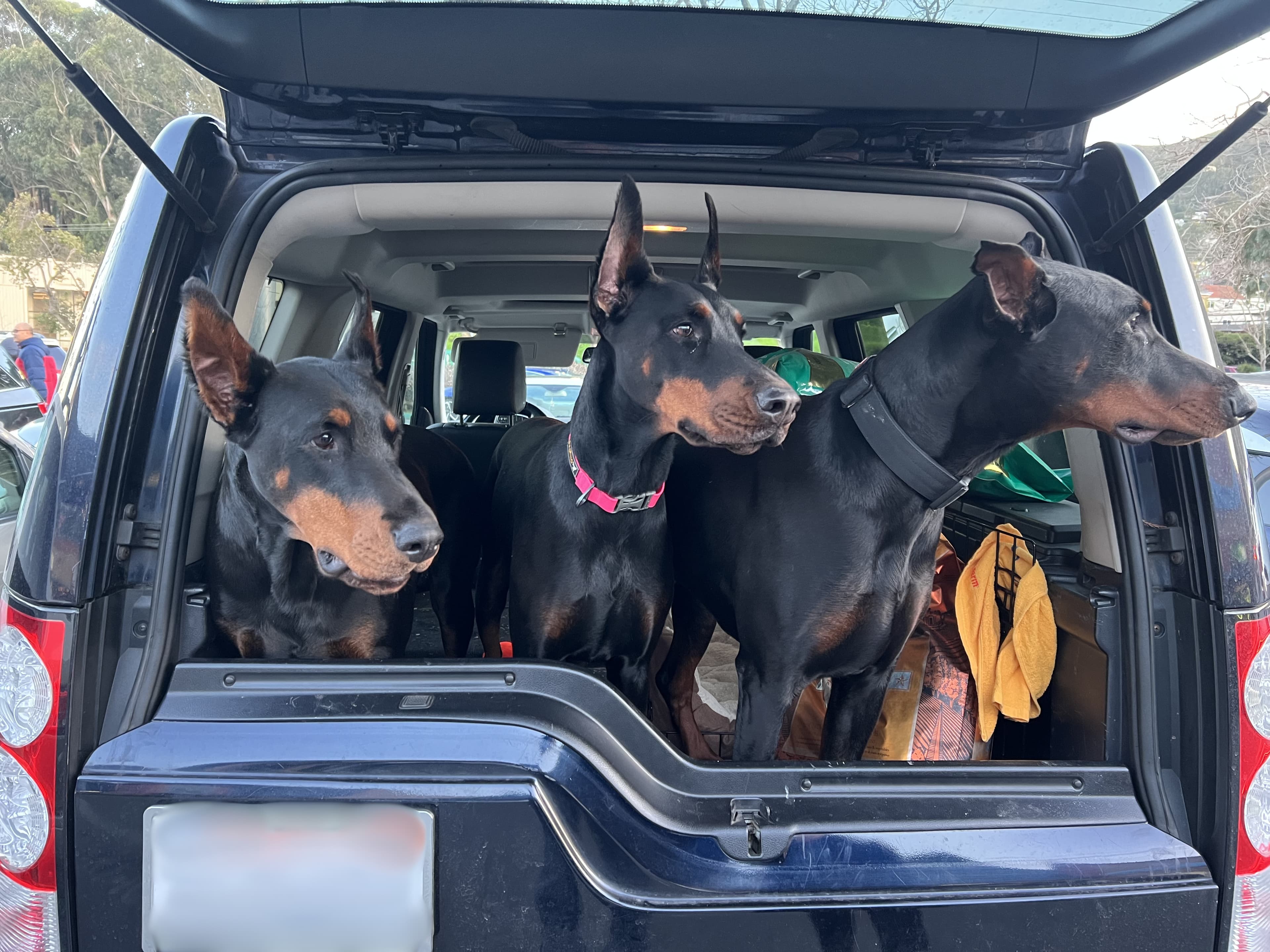Doberman Pinschers in an open Land Rover Discovery cargo area during a parking lot outing.